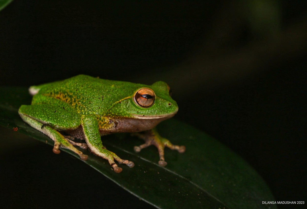 Pseudophilautus stuarti Manamendra-Arachchi & Pethiyagoda, 2005